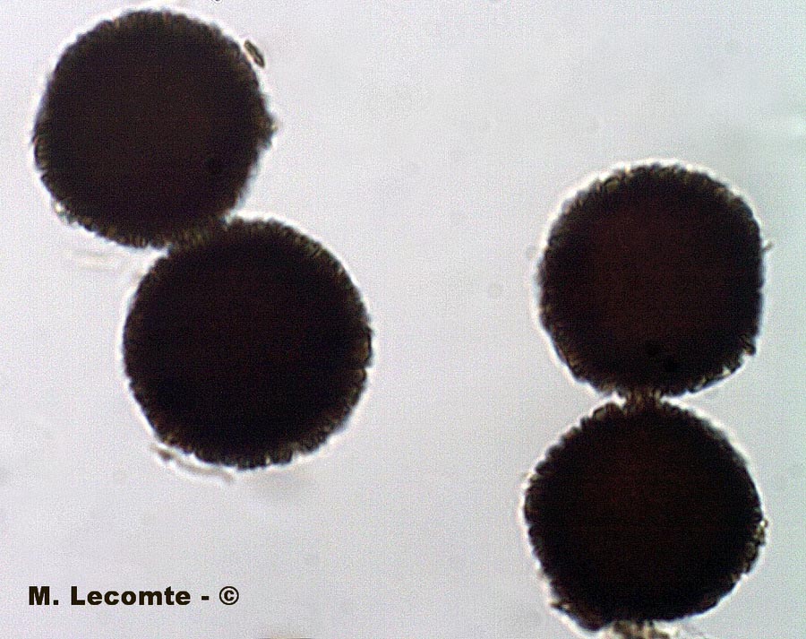 Elaphomyces muricatus