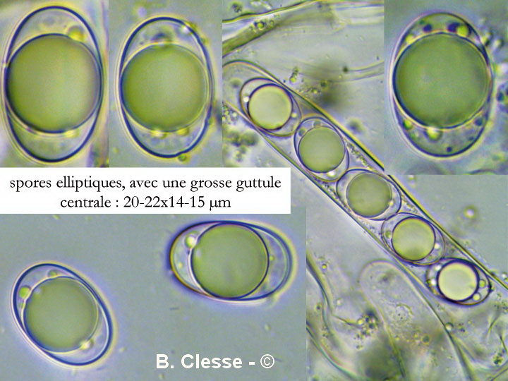 Helvella acetabulum (Paxina acetabulum)