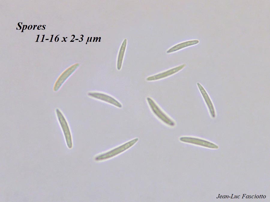 Heyderia cucullata