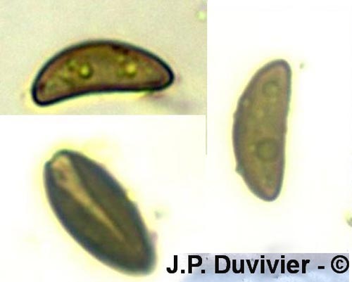 Hypoxylon fragiforme