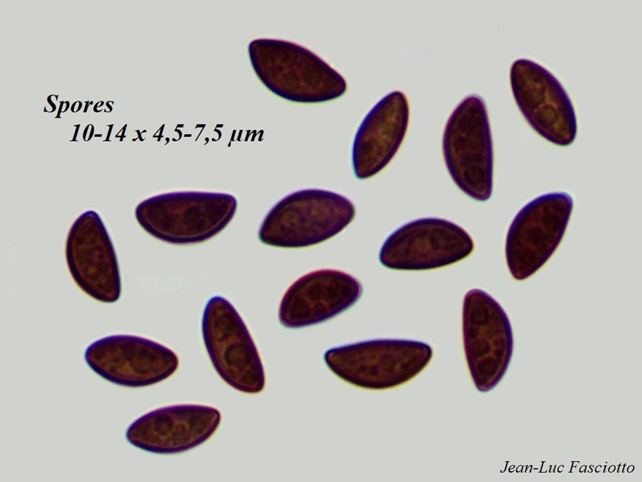 Hypoxylon petriniae