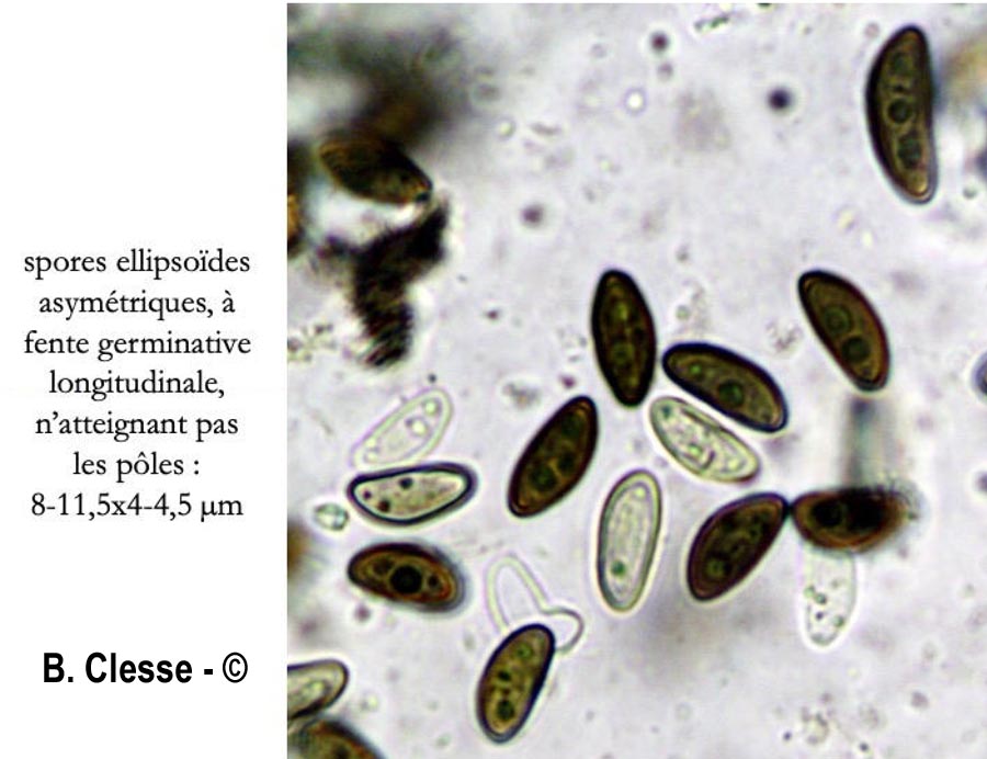 Hypoxylon rubiginosum