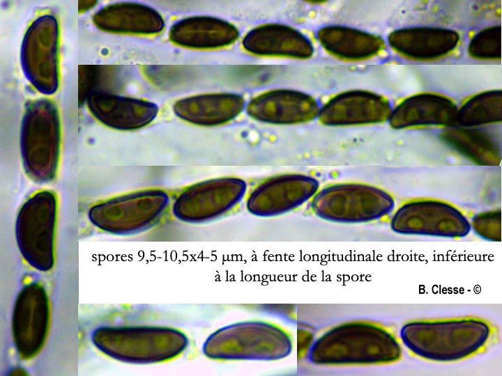 Jackrogersella multiformis