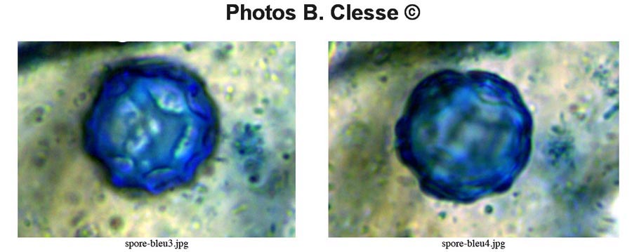 Lamprospora arvensis