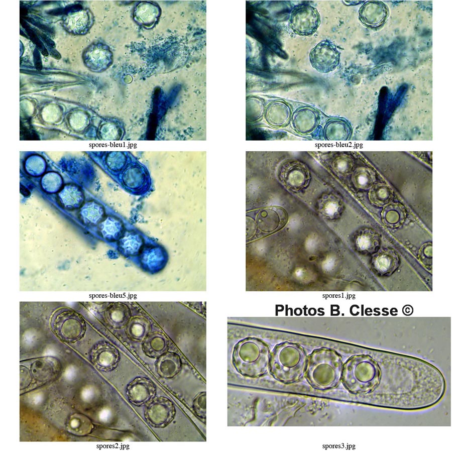 Lamprospora arvensis