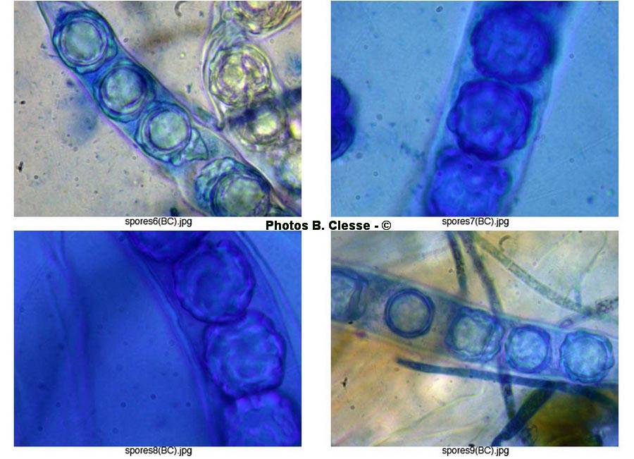 Lamprospora dicranellae