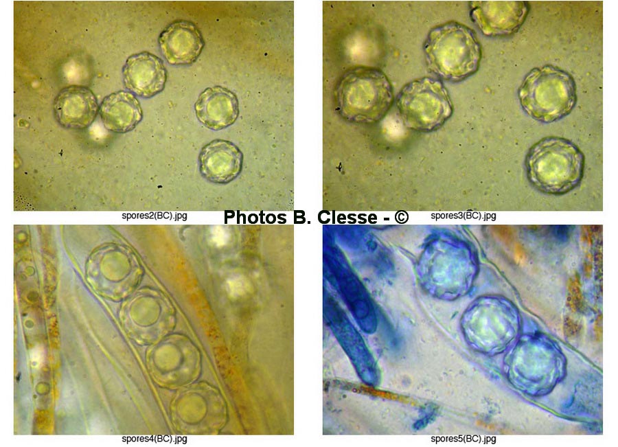 Lamprospora dicranellae