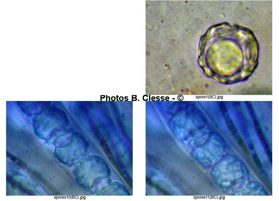 Lamprospora dicranellae