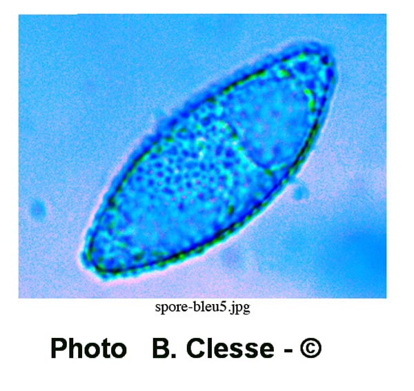 Leucoscypha leucotricha