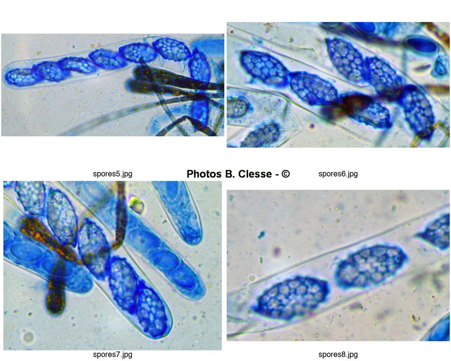 Melastiza cornubiensis