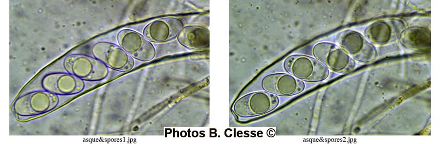 Neottiella hetieri