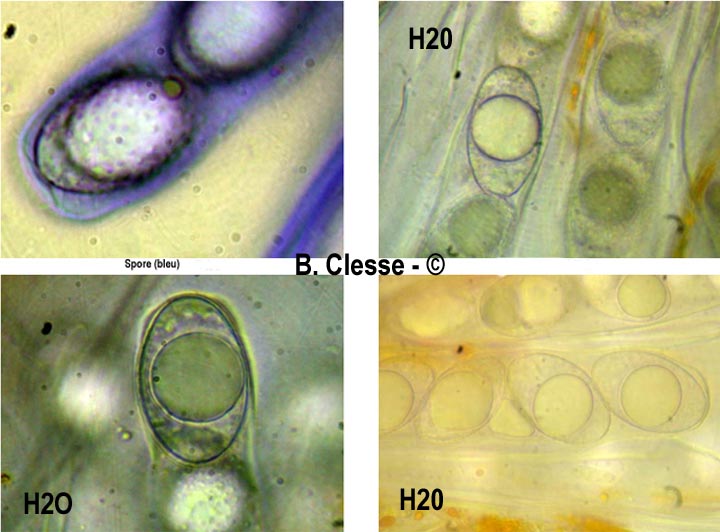 Neottiella vivida