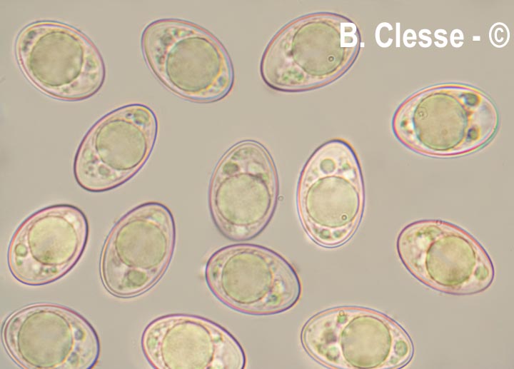 Octospora excipulata