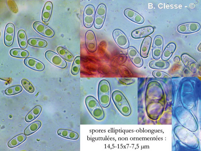 Otidea alutacea