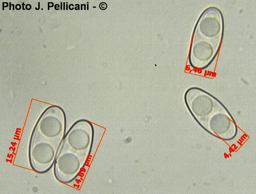 Otidea bufonia