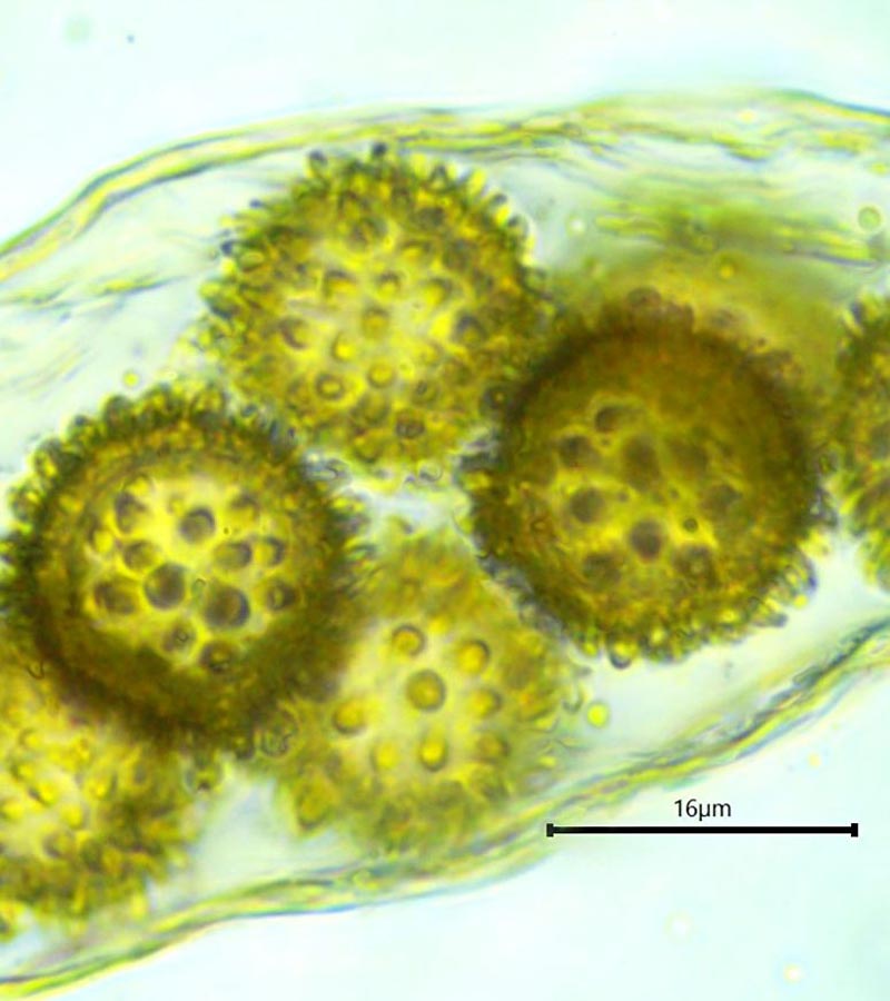 Pachyphlodes melanoxanthus