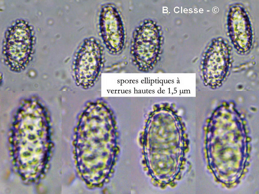 Peziza succosa (Paragalactina succosa, Aleuria succosa, Galactinia succosa, Plicaria succosa)