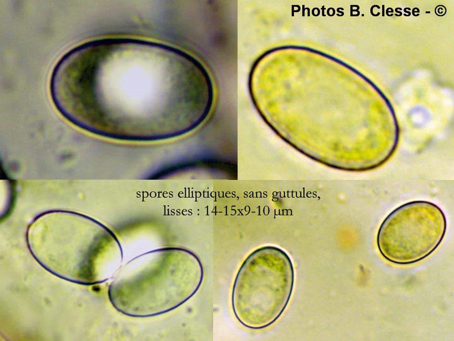 Peziza varia var. micropus