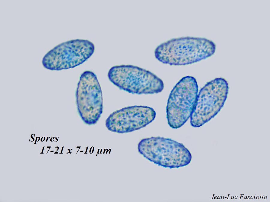 Phylloscypha phyllogena (Peziza phyllogena, Peziza badioconfusa)