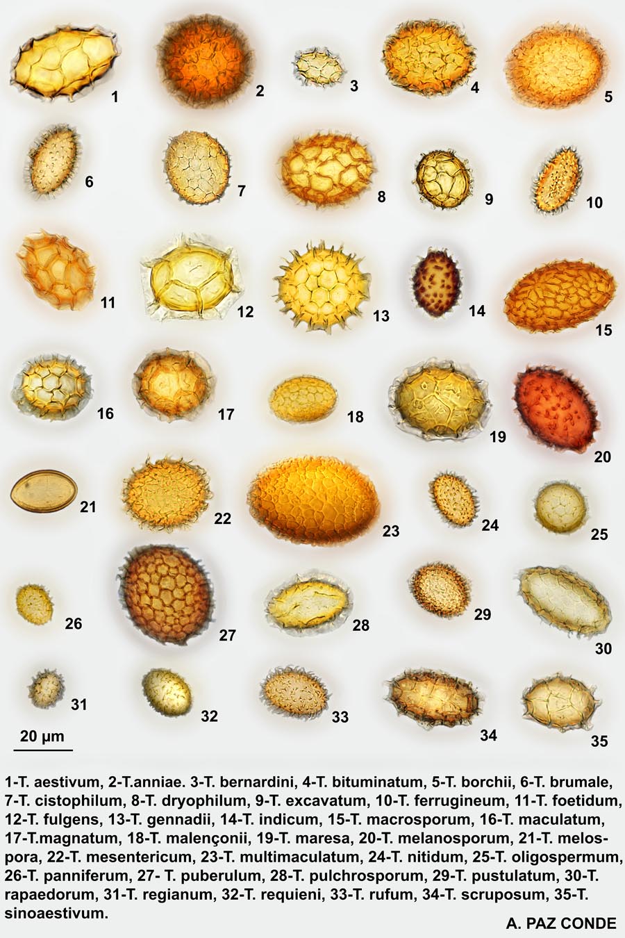 Tableau des spores de Tuber