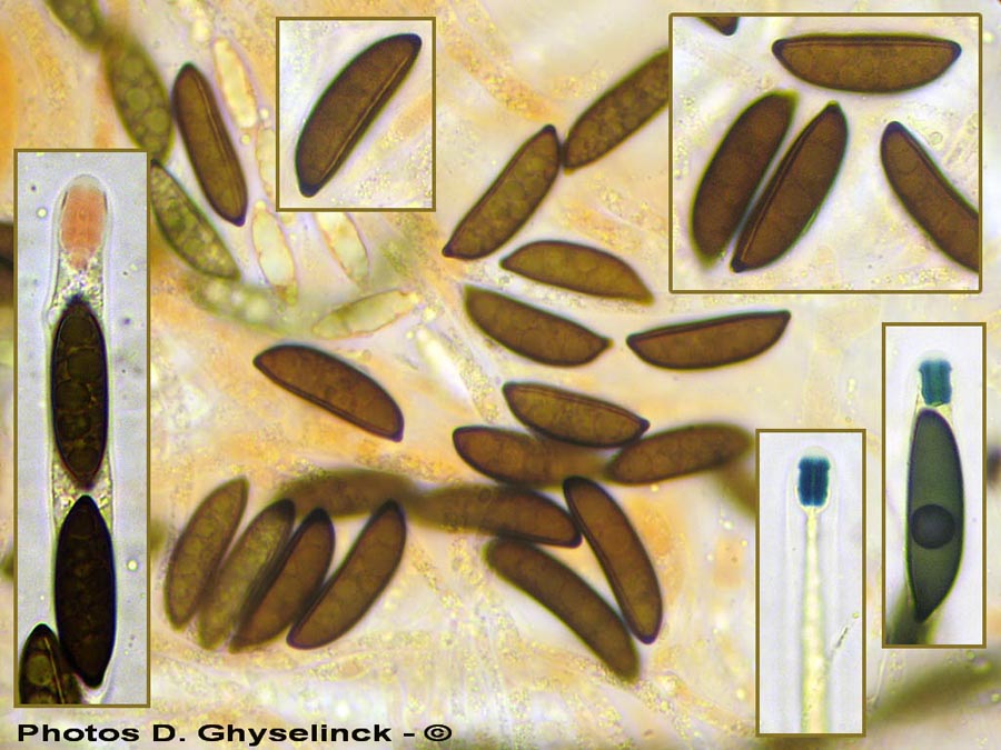 Rosellinia britannica