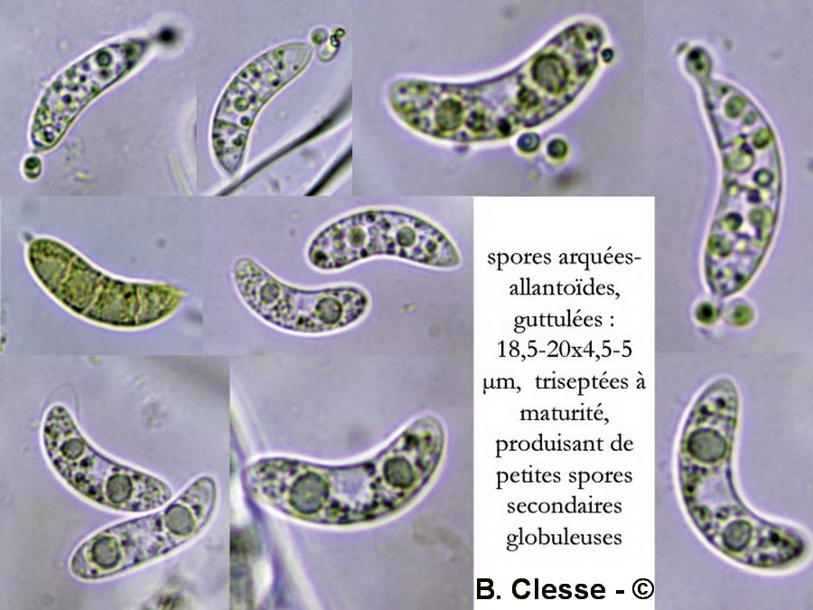 Rutstroemia echinophila