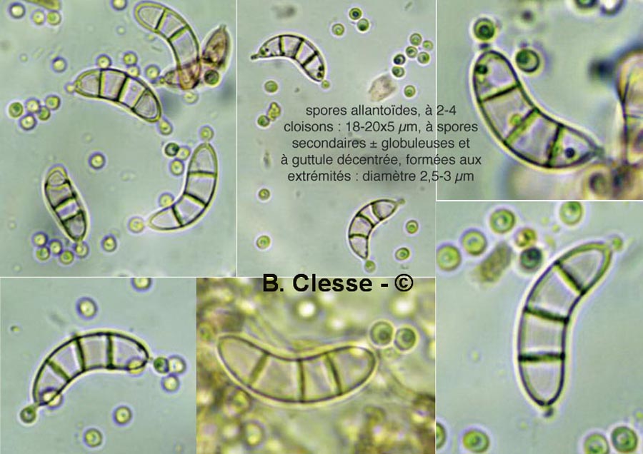 Rutstroemia echinophila