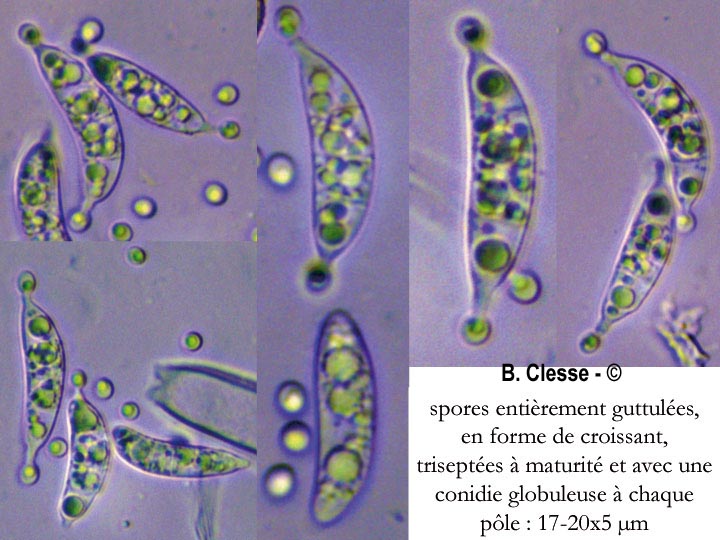 Rutstroemia firma