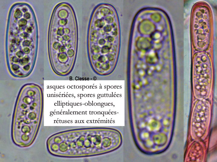 Sarcoscypha austriaca