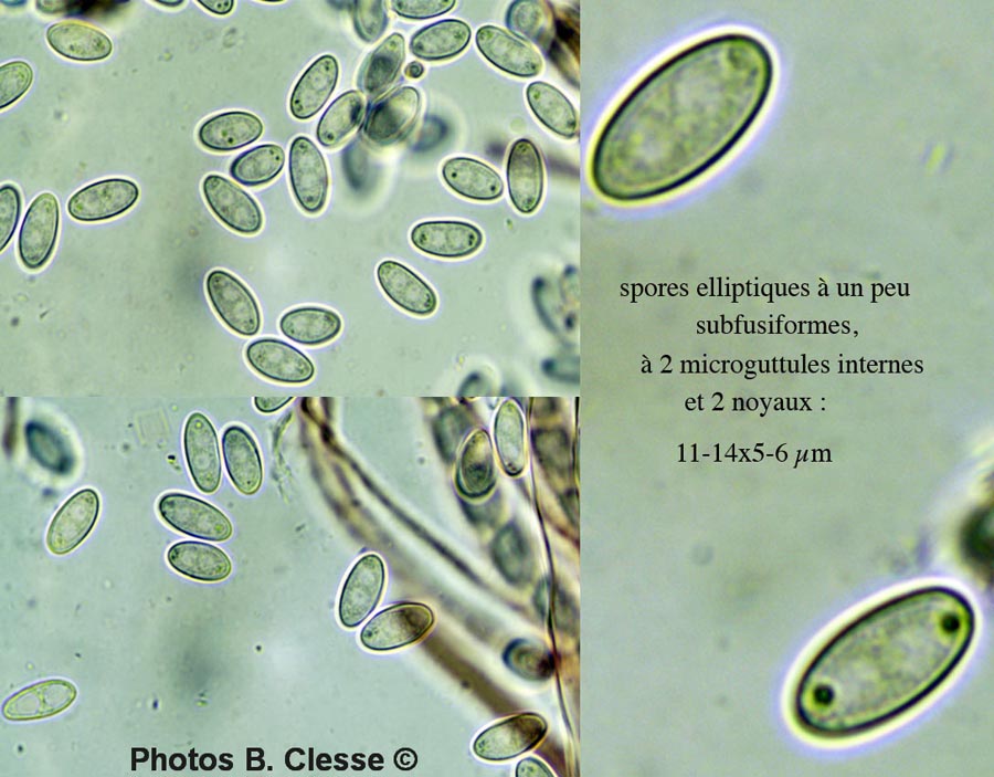 Sclerotinia binucleata