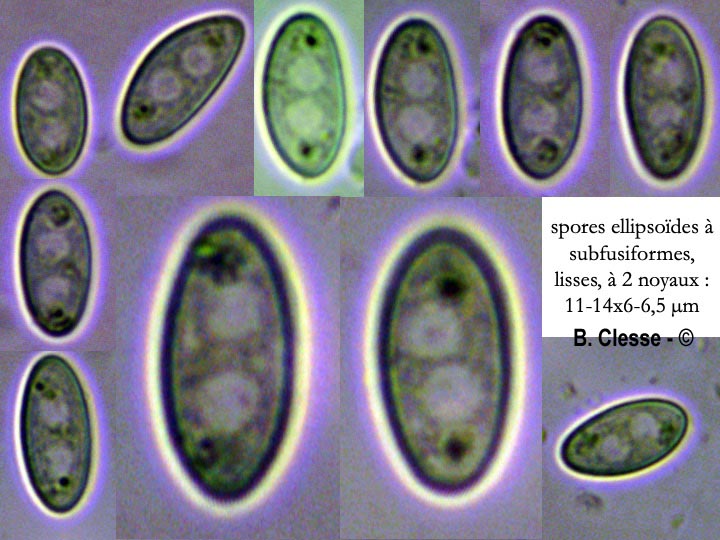 Sclerotinia binucleata