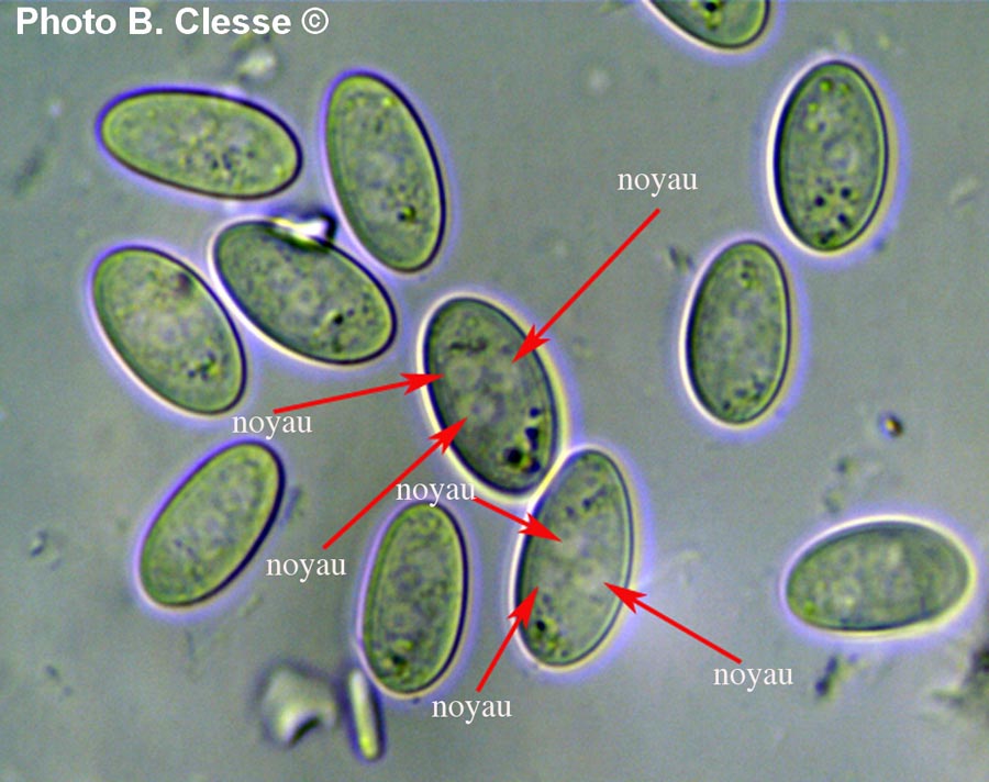 Sclerotinia ficariae