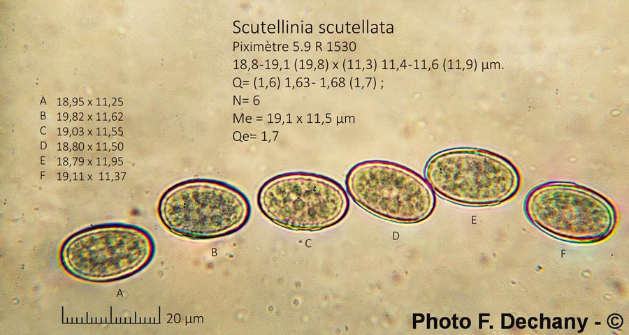 Scutellinia scutellata