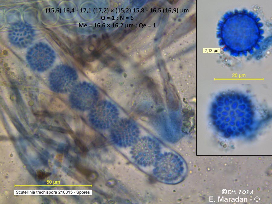 Scutellinia trechispora