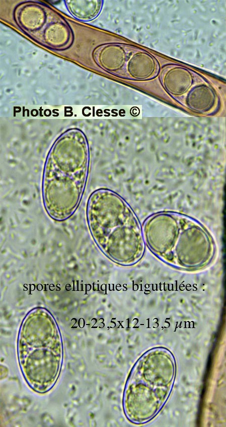  Tarzetta catinus