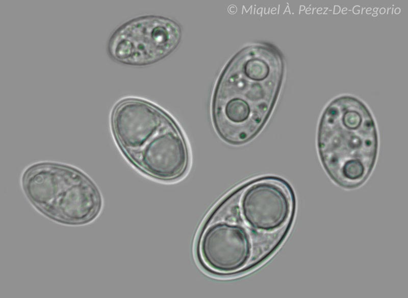 Tarzetta ochracea