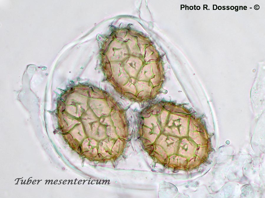 Tuber mesentericum