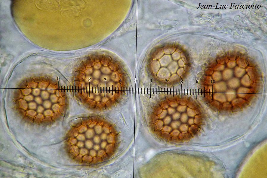 Tuber puberulum