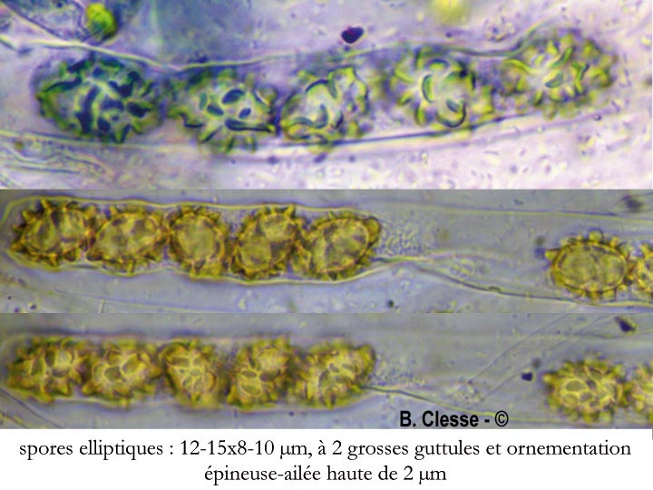 Velenovskya vacini (Peziza vacini)