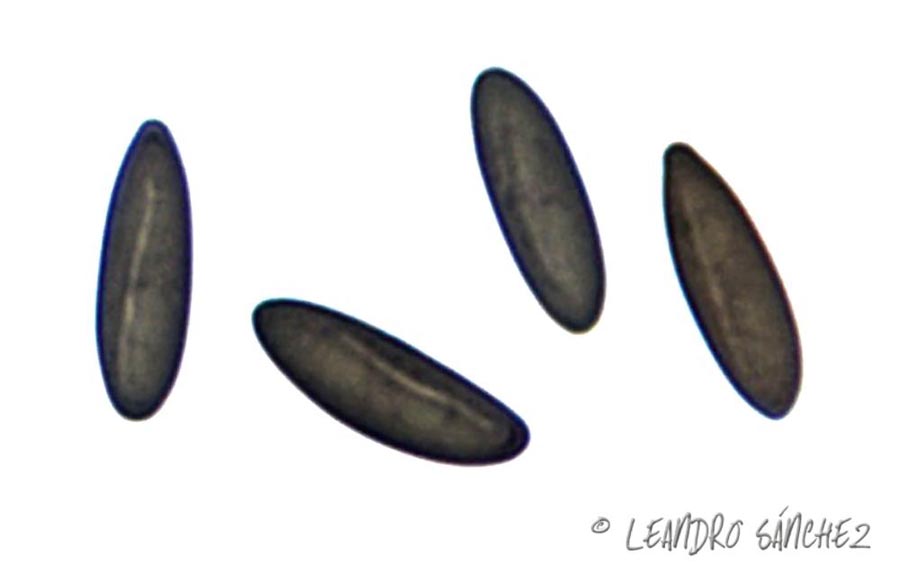 Xylaria cinerea