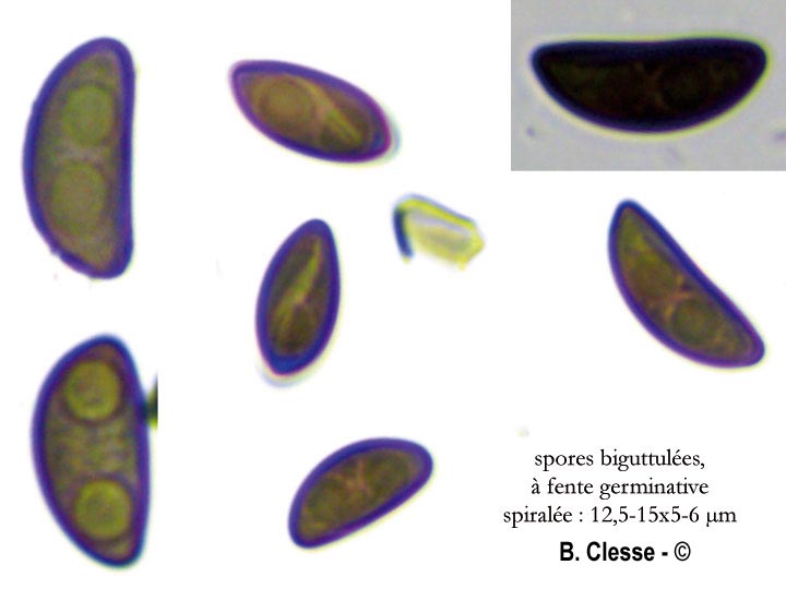 Xylaria longipes