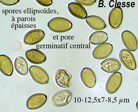 Agrocybe dura (Agrocybe molesta)