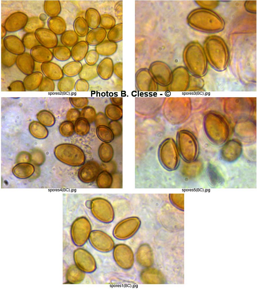 Agrocybe elatella