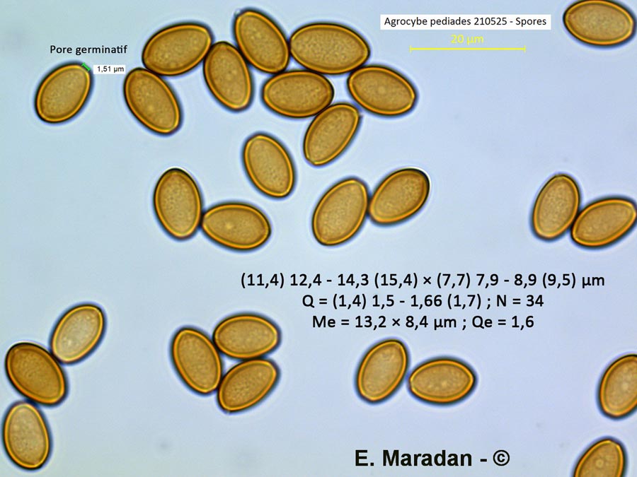 Agrocybe pediades