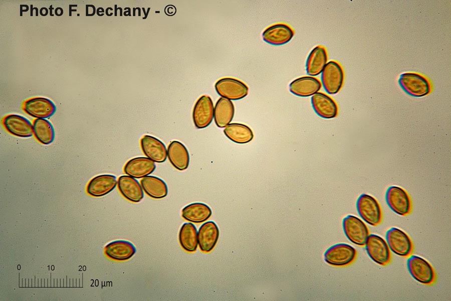 Agrocybe praecox var. cutifracta