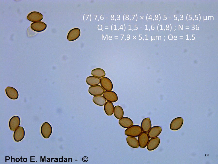 Agrocybe praecox