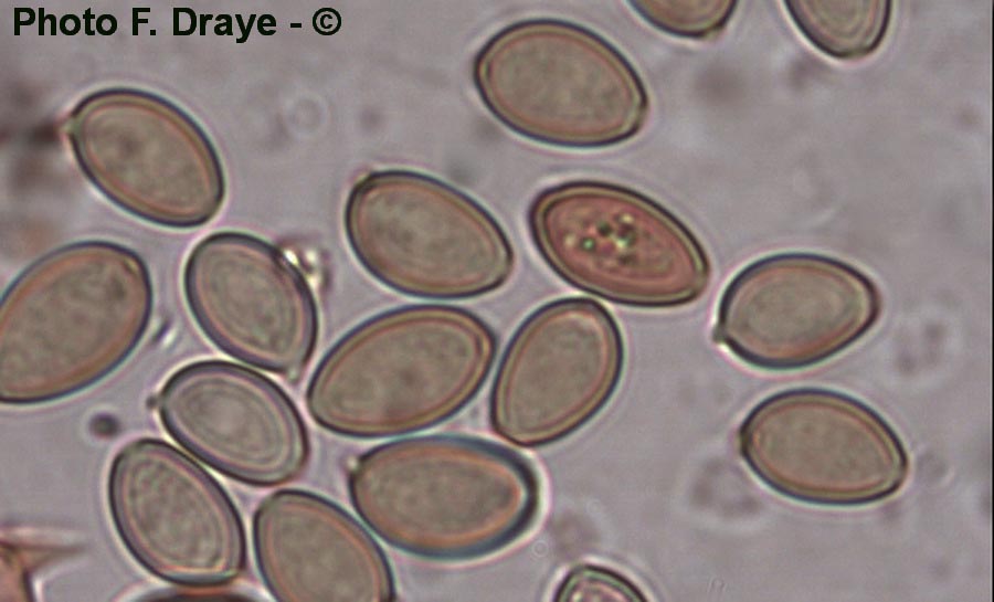 Agrocybe praecox