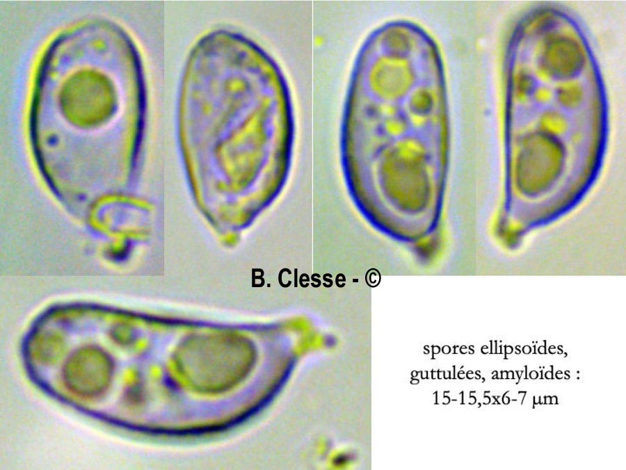 Aleurobotrys botryosus (Aleurodiscus botryosus)