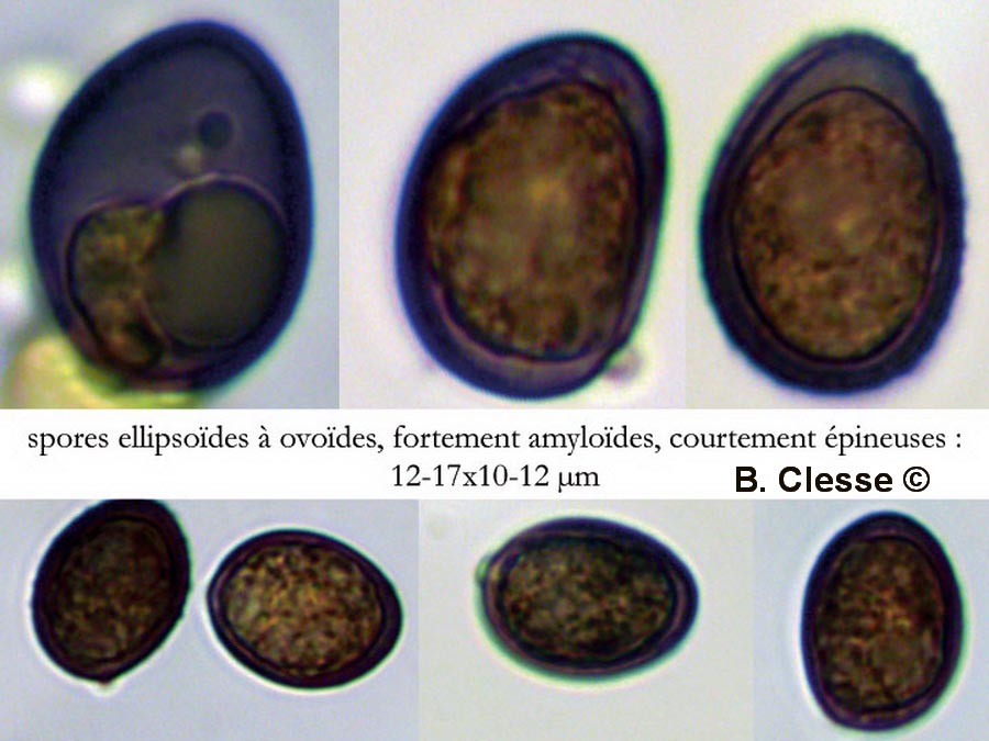 Aleurodiscus disciformis (Aleurocystidiellum disciforme)