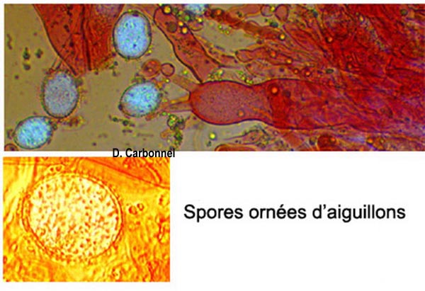 Aleurodiscus amorphus